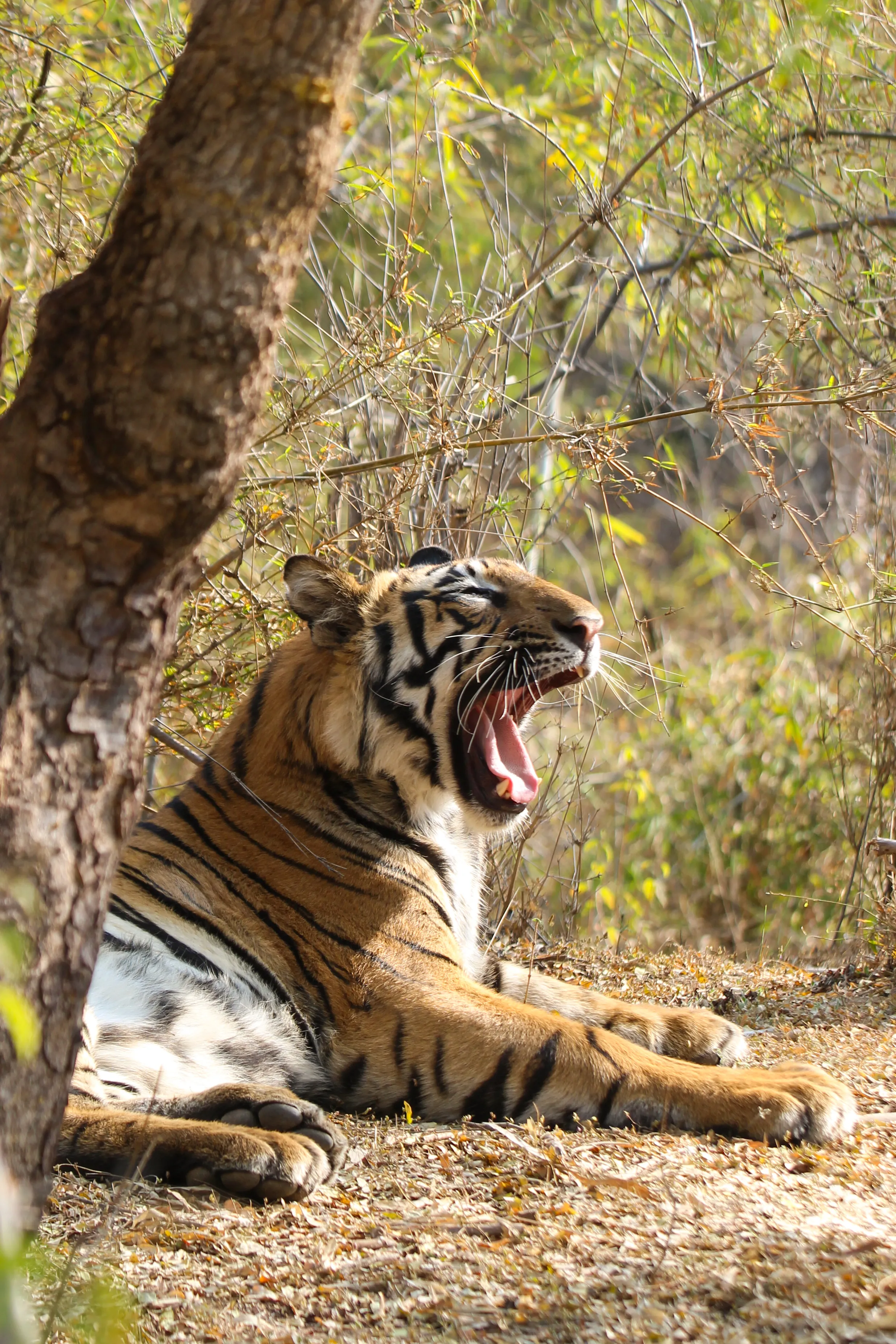 A tiger lying in dry brush beside a tree trunk, mid-yawn with its mouth wide open